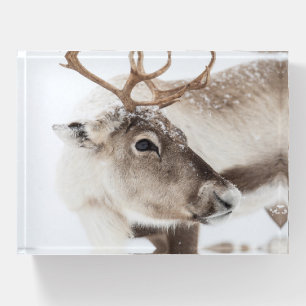 Reindeer Nature Photo Paperweight