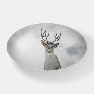 Reindeer Nature Photo Paperweight