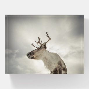 Reindeer Nature Photo Paperweight