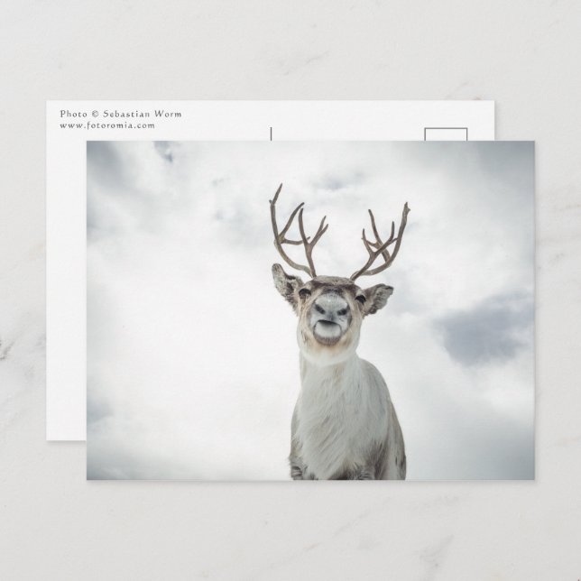 Reindeer Nature Photo Postcard (Front/Back)