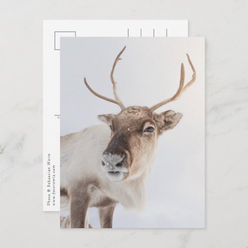 Reindeer Nature Photo Postcard