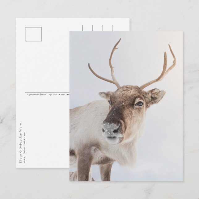 Reindeer Nature Photo Postcard (Front/Back)