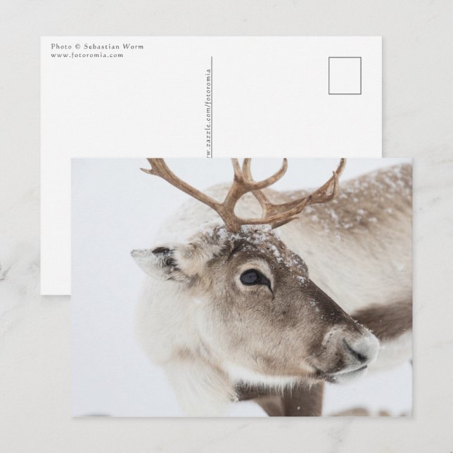 Reindeer Nature Photo Postcard (Front/Back)