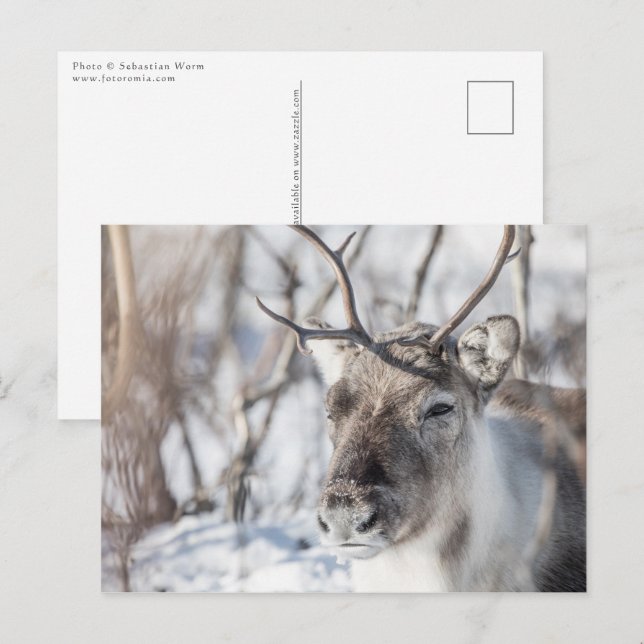 Reindeer Nature Photo Postcard (Front/Back)