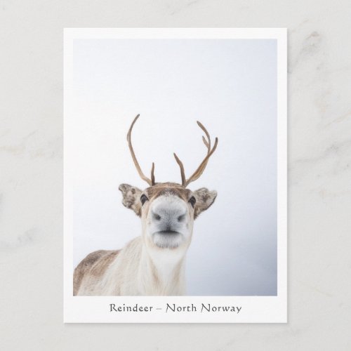 Reindeer Nature Photo Postcard