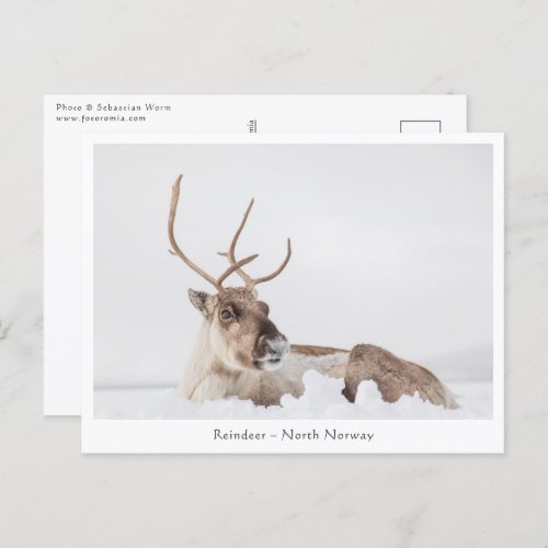 Reindeer Nature Photo Postcard