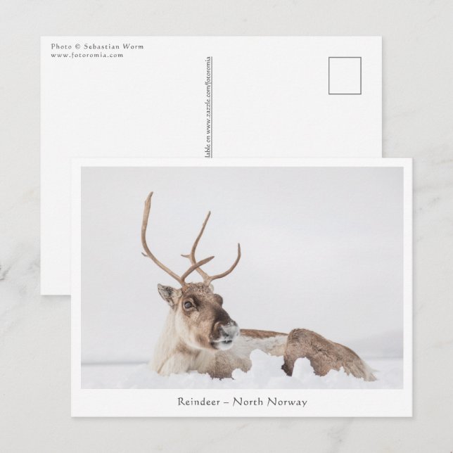 Reindeer Nature Photo Postcard (Front/Back)
