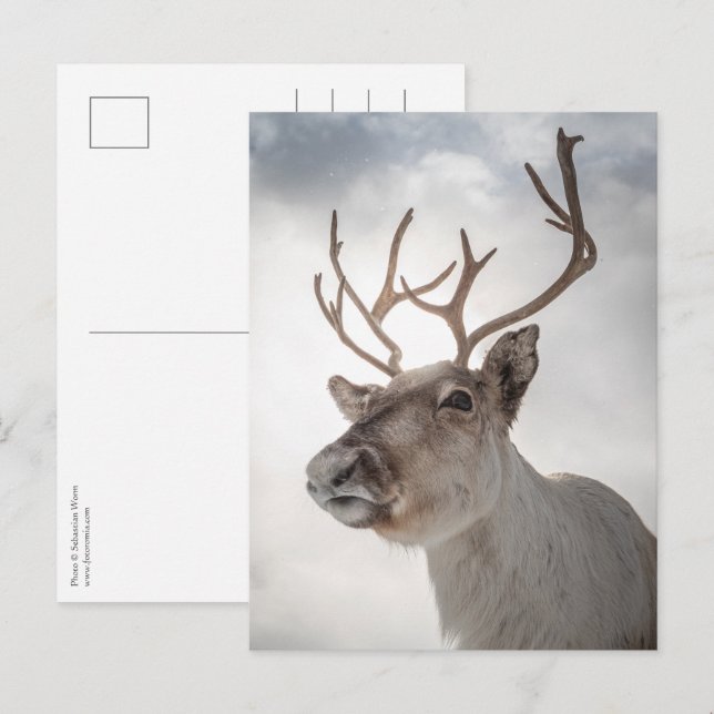 Reindeer Nature Photo Postcard (Front/Back)
