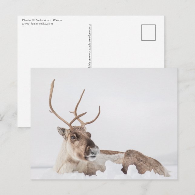 Reindeer Nature Photo Postcard (Front/Back)
