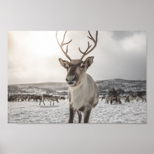 Reindeer Nature Photo Poster