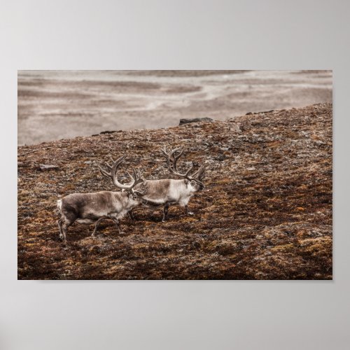 Reindeer Nature Photo Poster