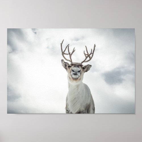 Reindeer Nature Photo Poster