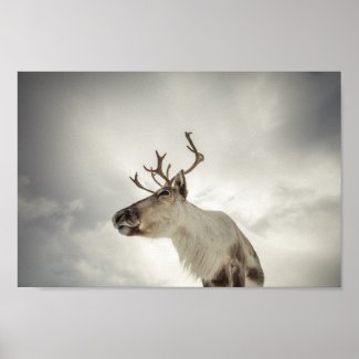 Reindeer Nature Photo