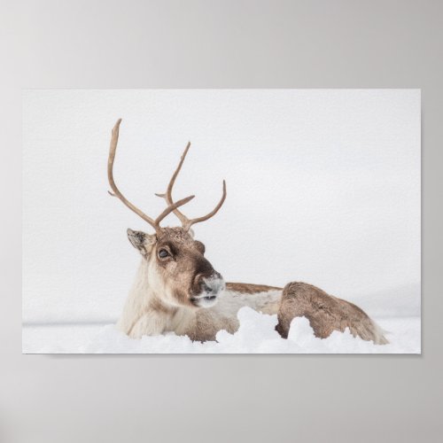 Reindeer Nature Photo Poster