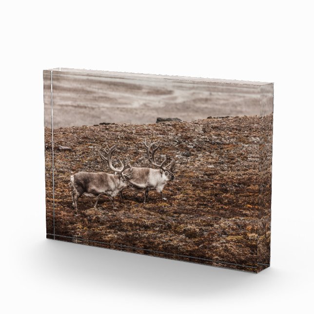 Reindeer Nature Photo Poster Block (Right)