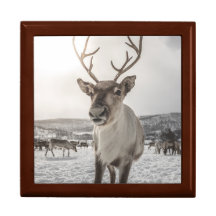 Reindeer Nature Photo Poster