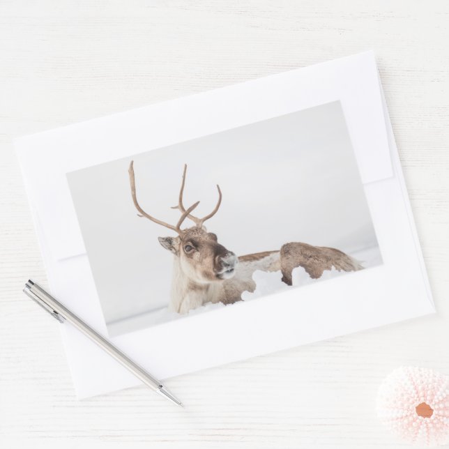 Reindeer Nature Photo Rectangular Sticker (Envelope)