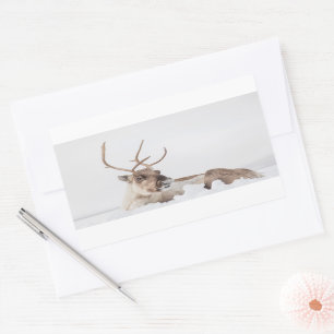 Reindeer Nature Photo Rectangular Sticker
