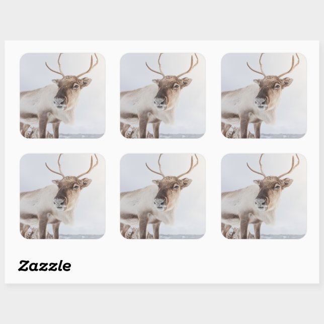 Reindeer Nature Photo Square Sticker (Sheet)