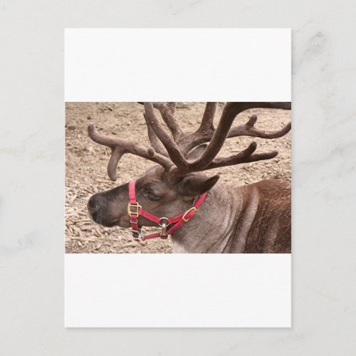 Reindeer near Anchorage Alaska USA Postcard