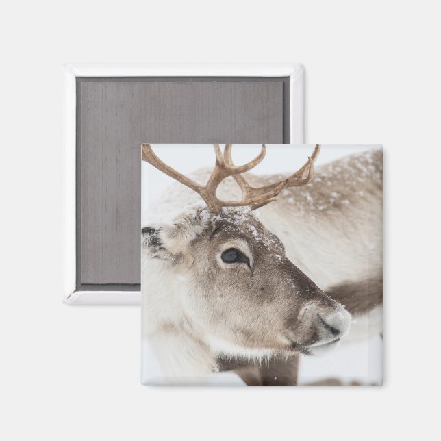 Reindeer Norway Nature Photo Magnet (Front/Back)