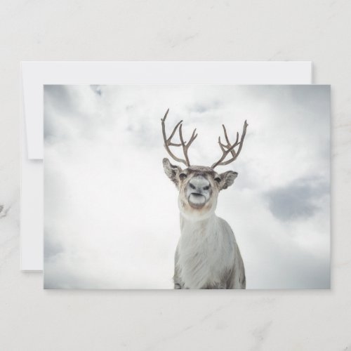 Reindeer Photo Card