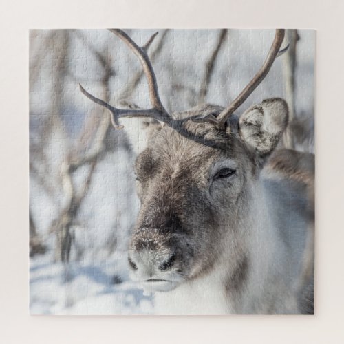 Reindeer Photo Jigsaw Puzzle