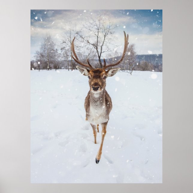 Reindeer Photo Poster (Front)
