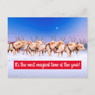 Reindeer Pigs Invitation Postcard