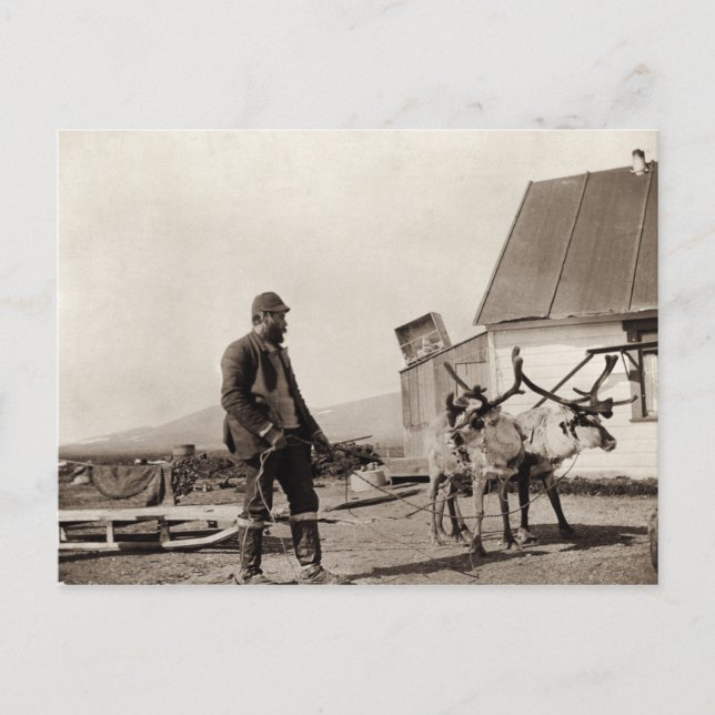 Reindeer Postcard (Front)