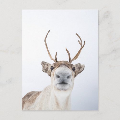 Reindeer Postcard