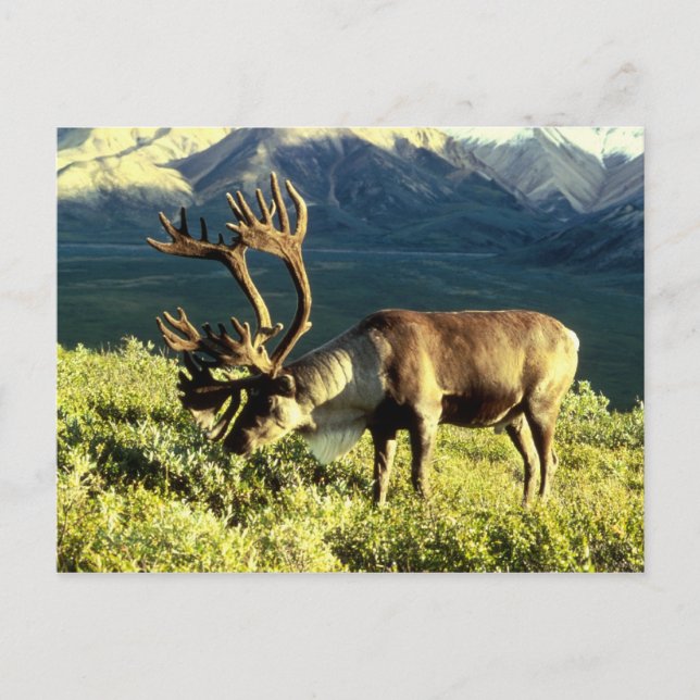 Reindeer Postcard (Front)