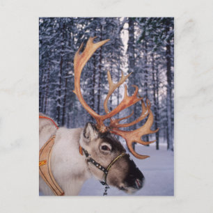 Reindeer Up-Close Holiday Postcard