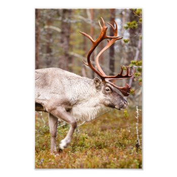 Reindeer Walking In Forest Photo Print by JukkaHeilimo at Zazzle