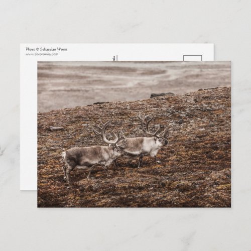 Reindeer Wildlife Photo Postcard