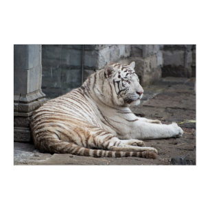 Relaxed Bengal White Tiger Photography Acrylic Print