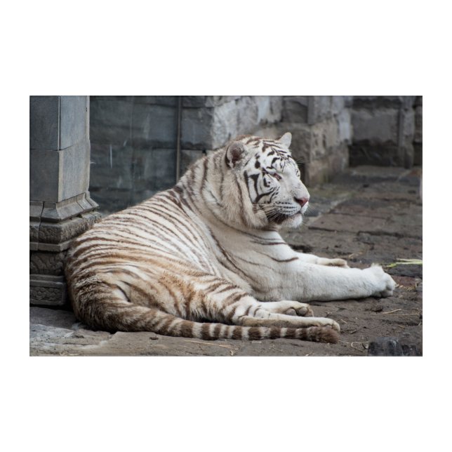 Relaxed Bengal White Tiger Photography Acrylic Print (Front)