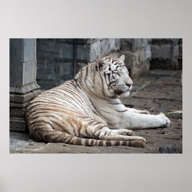 Relaxed Bengal White Tiger Photography Poster (Front)