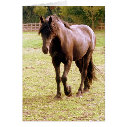 Relaxed Brown Horse Walking Cards (Front)