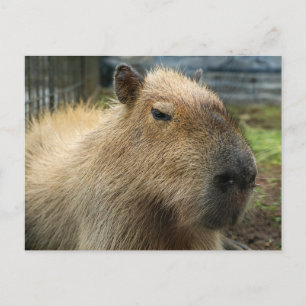 Relaxed Capybara Portrait Postcard