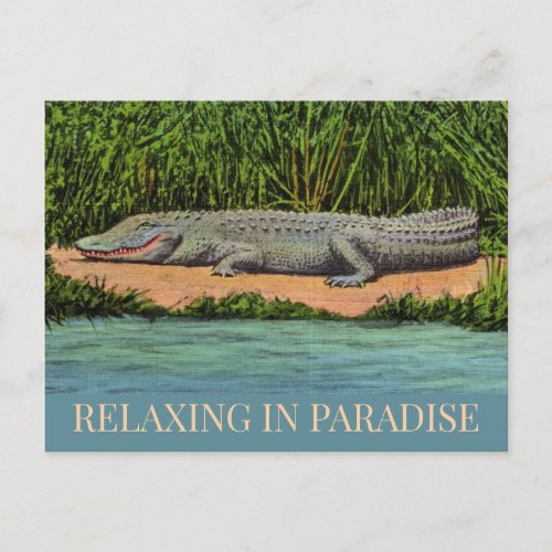 Relaxed Florida Gator Postcard