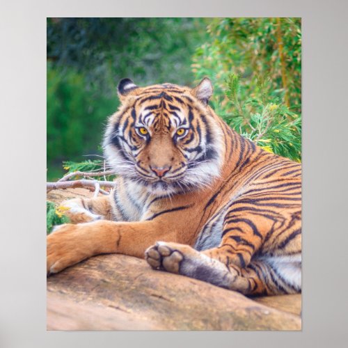 Relaxed Reclining Tiger Poster