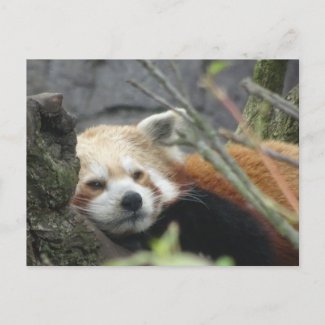 Relaxed Red Panda DIY Postcard