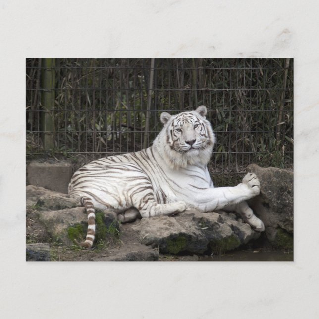 Relaxing Bengal White Tiger Photography Postcard (Front)