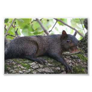 Relaxing Black Squirrel Photo Print