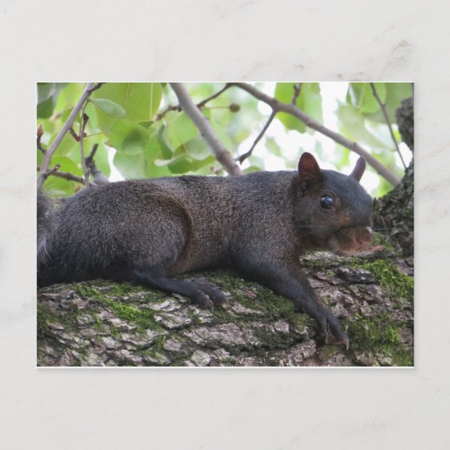 Relaxing Black Squirrel Postcard (Front)
