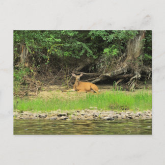 Relaxing by the Kettle Postcard