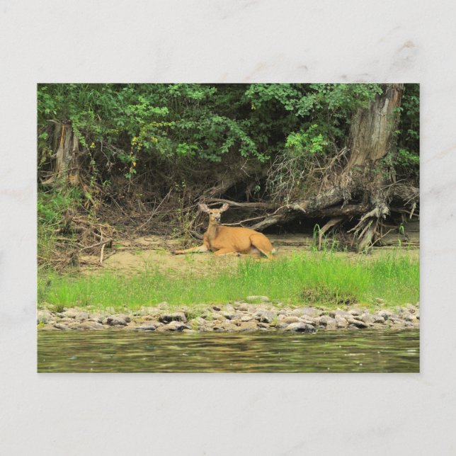 Relaxing by the Kettle Postcard (Front)