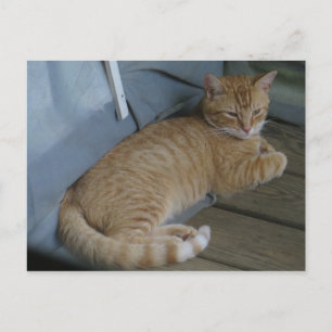Relaxing Cat Postcard