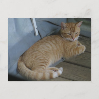 Relaxing Cat Postcard
